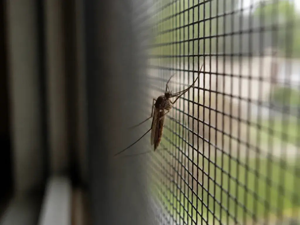 A mosquito resting on a window screen